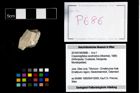 Foto (Objekt + Etikett) von Cracensigillatus acutirostrus (Moericke, 1889)  (NHMW-GEO-2014-0194-0686)